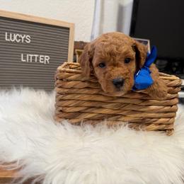 Chase blue - Red  male Goldendoodle puppy in Shingle Springs, California from Creamy Retrievers