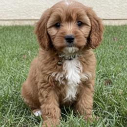 Green collar boy - Red male Cavapoo puppy in Gilbert, Arizona from Azteddybeardoodles