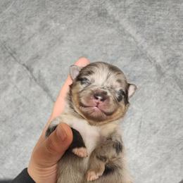 Peppermint - Blue merle female Pomeranian puppy in Fort Worth, Texas from Picture Perfect Poms