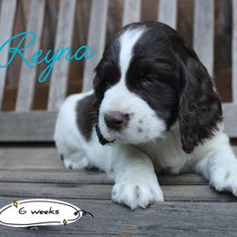 Reyna - Liver and white female English Springer Spaniel puppy in Canyonville, Oregon from Enos Ranch Springer Spaniels