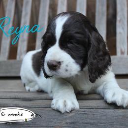 Reyna - Liver and white female English Springer Spaniel puppy in Canyonville, Oregon from Enos Ranch Springer Spaniels