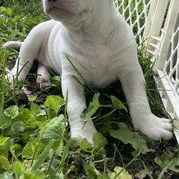 Bull Terrier Puppies from Lynn Hill Bull Terriers