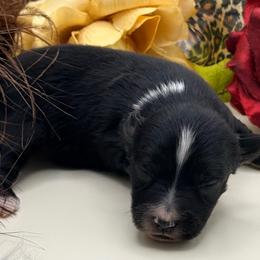 Black widow - Black tri female Toy Australian Shepherd puppy in Blacksburg, South Carolina from Rustic Rose Toy Australian Shepherds