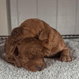 Chip - Red male Cavapoo puppy in Centerton, Arkansas from Velvet Paws Cavapoos
