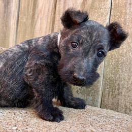 Winter (pink) - Brindle female Scottish Terrier puppy in Chattanooga, Oklahoma from Lottie Dottie Scottie’s and Papillons