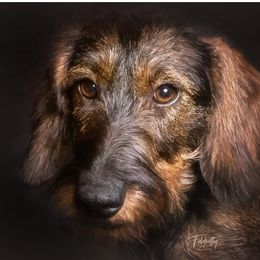 Ancho - Dachshund