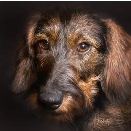 Ancho - Dachshund