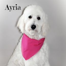 Arya - Goldendoodle