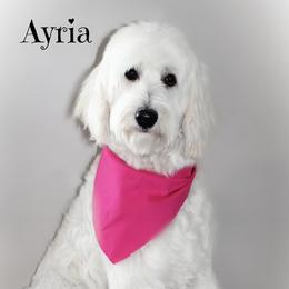 Arya - Goldendoodle