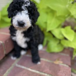 Girl 1 - Black and white female Bernedoodle puppy in Russellville, Arkansas from Crossgate Doodles