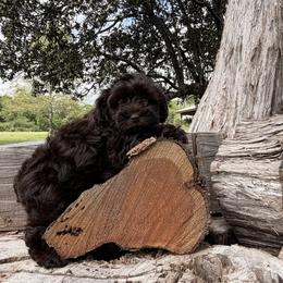 Valentina - Liver female Miniature Schnauzer puppy in Silver Creek, Mississippi from Mamie’s Minis, LLC