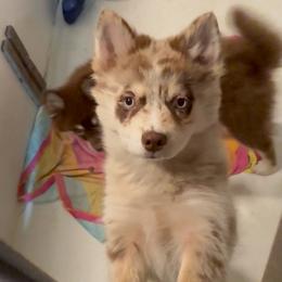 Whoopee - Lavender female Pomsky puppy in Spring Hill, Florida from PDQ Pomskies