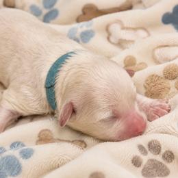 Chewy - Parti male Goldendoodle puppy in Cumberland, Rhode Island from minigoldendoodlesofRI
