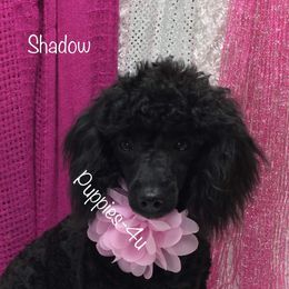 Shadow  - Poodle