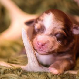 Patton - Red merle male Miniature Australian Shepherd puppy in Romney, West Virginia from South Branch Mini Aussies