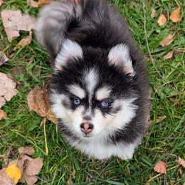 Barry - Black and white male Pomsky puppy in Charlotte, Michigan from Moore Pomskies