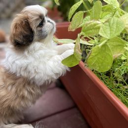 Pekingese Puppies from Della Serra Pekingese