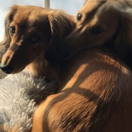 Dachshunds from Designs by Dachshund