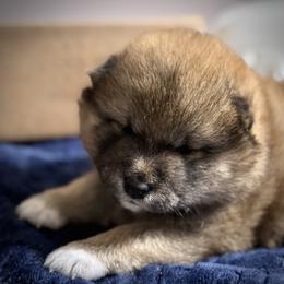 Kisses - Red female Shiba Inu puppy in Gladewater, Texas from Mirage Siberians