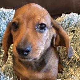 Dachshunds from Kat Thomas