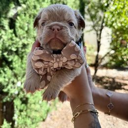 French Bulldog Puppies from Endless Frenchies