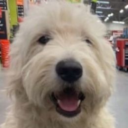 Kendall - Goldendoodle