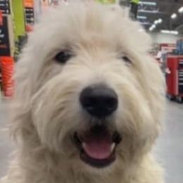 Kendall - Goldendoodle