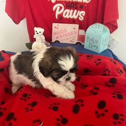 Boy 3 - Black gold and silver Shih Tzu puppy in Spartanburg, South Carolina from Vicky‘s precious paw’s