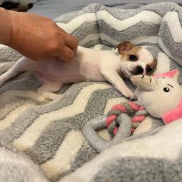 Kimmie - Red and white female Chihuahua puppy in Harlan, Iowa from Home Grown Chihuahuas From Iowa