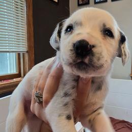 Zen - White and black male Dalmatian puppy in Janesville, Wisconsin from Legacy Dalmatians