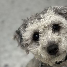 Ryder - Goldendoodle