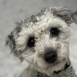 Ryder - Goldendoodle