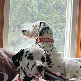Dalmatians from Rosais Acres LLC