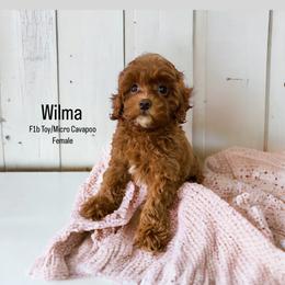 Bernedoodle, Cavapoo, Goldendoodle, and Poodle Puppies from Gypsi Doodles & Poodles
