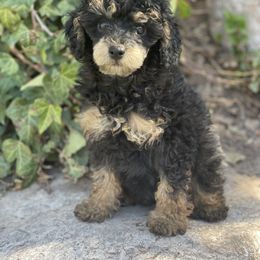 Goldendoodle and Poodle Puppies from Bells Doodles n Poodles