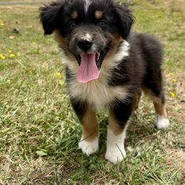 Chap - Black tri-color male Australian Shepherd puppy in Otis, Oregon from Heritage Hill Aussies