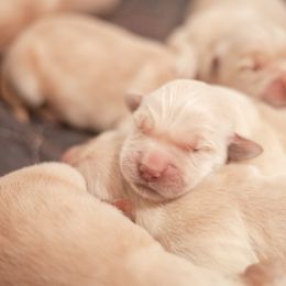Female 2 - Golden female Golden Retriever puppy in Paoli, Indiana from Rose n’ Thistle Farm