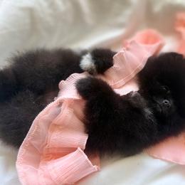 Baby Rasberry - Black female Pomeranian puppy in Sacramento, California from Carousel Poodles & Pomeranians