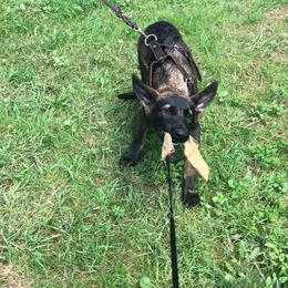 German Shepherd Puppies from Zobelhund German Shepherds