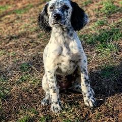 "Ina’amii, 8 weeks old. Now in program." Llewellin Setter Puppies from Paint River Llewellins