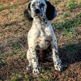 "Ina’amii, 8 weeks old. Now in program." Llewellin Setter Puppies from Paint River Llewellins