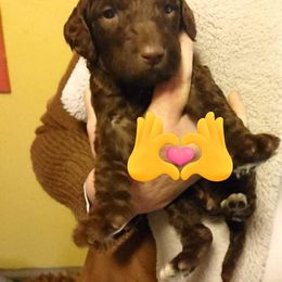 Poodle Puppies from Polly Wally Doodles and Poodles