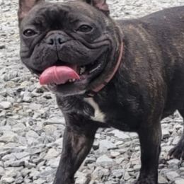 French Bulldogs from Roll Tide French Bulldogs
