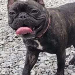 French Bulldogs from Roll Tide French Bulldogs