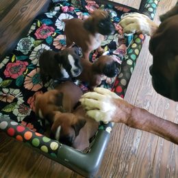 Boxers from Hogan Creek Boxers