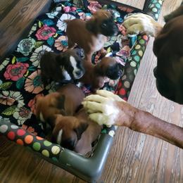 Boxers from Hogan Creek Boxers