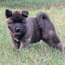 Nebula's Boy 3 - Black male Akita puppy in South Carolina from Sierra Mountain Akitas
