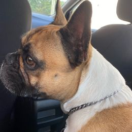 Nova - French Bulldog