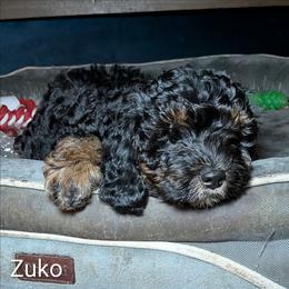 Zuko - Black and tan male Cockapoo puppy in Sunset, Louisiana from Cano Cockapoos