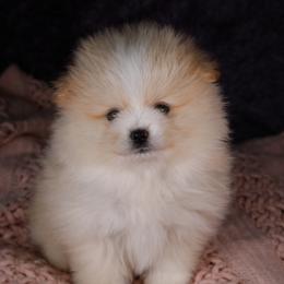 AKC Olive - Cream female Pomeranian puppy in Albany, Indiana from Hatz Off Puppies